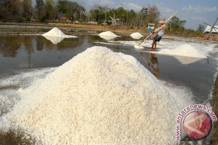 Produksi garam Karawang melimpah