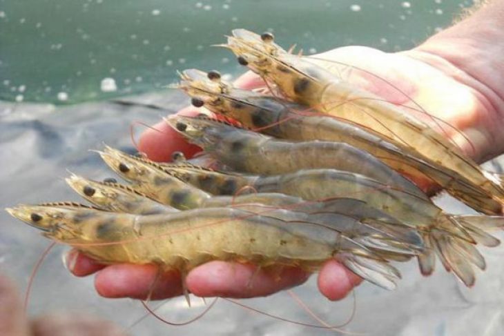 Mahasiswa Pascasarjana IPB Buat Pakan Artemia BerProbiotik Untuk Larva Udang Vaname