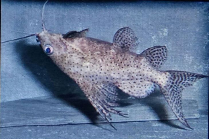 Peneliti IPB gunakan cabe Jawa untuk penjantanan ikan Synodontis