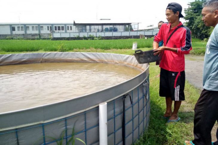 Biogan Memperbaki Sistem Bioflok Lele