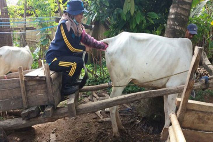 STPP Bogor bantu Upsus SIWAB Lampung Selatan