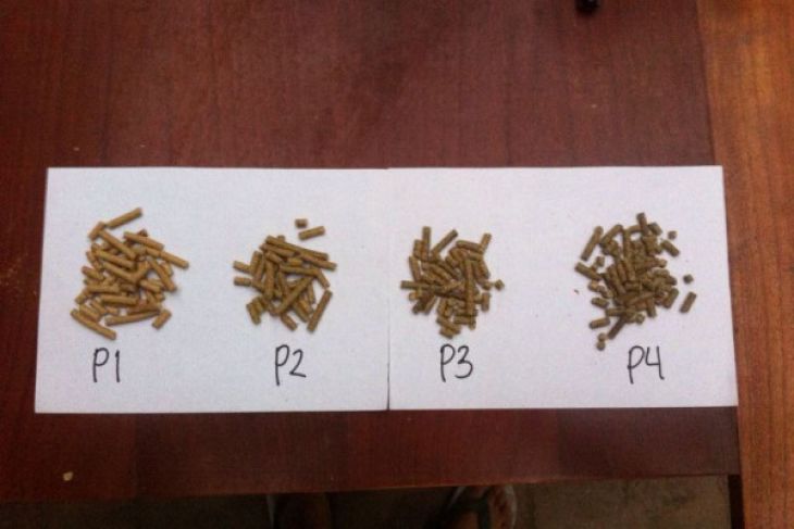 Cegah pakan tengik, peneliti IPB manfaatkan daun mengkudu