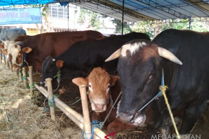 Kebutuhan hewan kurban di Sukabumi meningkat