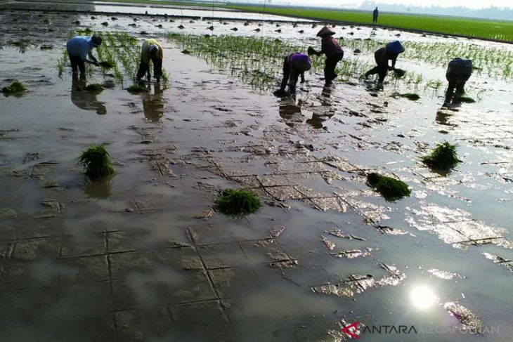 Distan Karawang: Belum ada sawah yang kekeringan