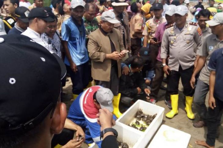 433 Tukik tuntong laut Aceh Tamiang dilepasliarkan