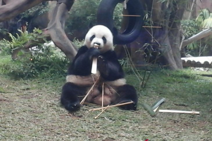 Taman Safari Bogor peringati setahun kehadiran panda