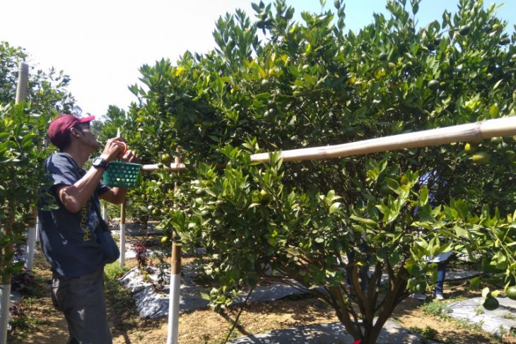 Budidaya jeruk Garut kembali bergeliat