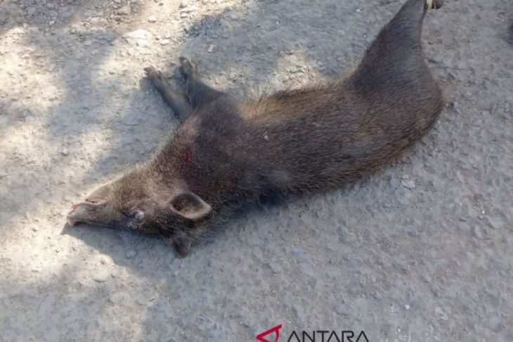 Kekurangan makanan kawanan babi hutan masuk perkampungan