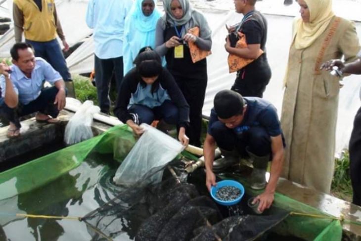 Harga ikan mas dan beras di Sukabumi turun