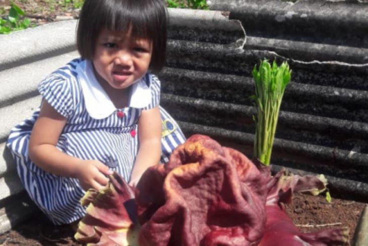 Bunga langka tumbuh subur di Tambun