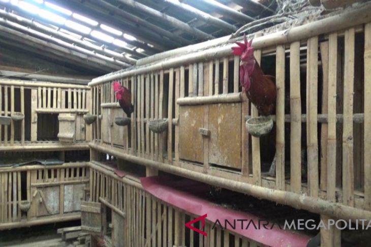 Ayam pelung Jabar sudah
