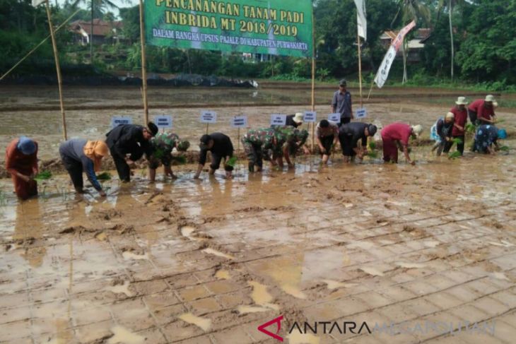 Purwakarta luncurkan gerakan tanam pangan