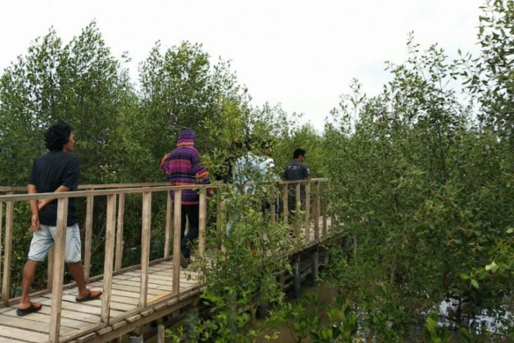 Wilayah pesisir Karawang jadi ekowisata mangrove