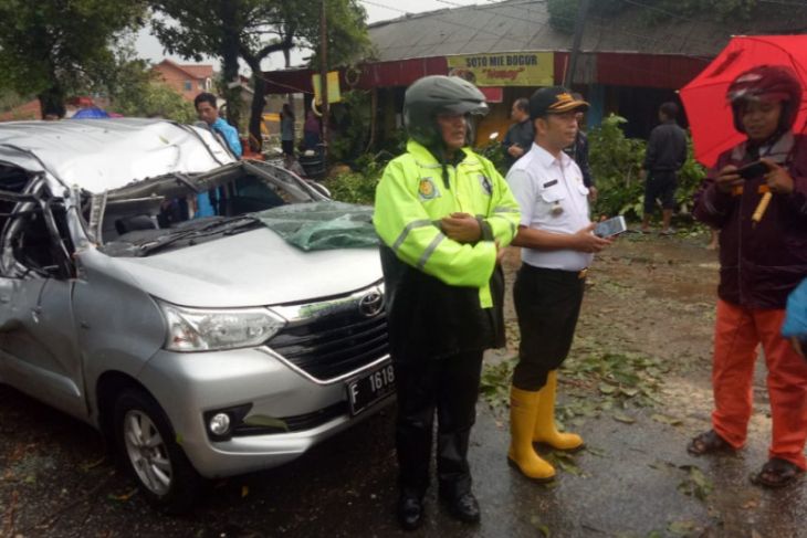 Tragis, seorang pengendara tewas tertimpa pohon tumbang