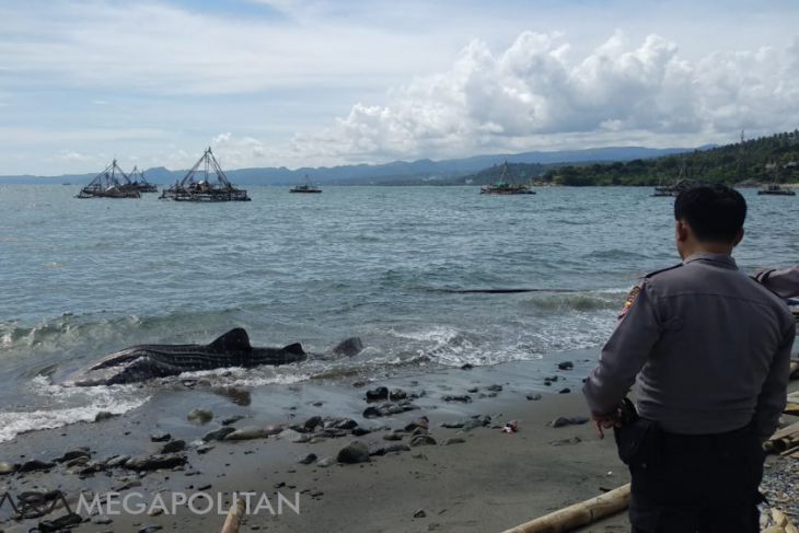 Hiu Paus terdampar di laut Palabuhanratu Sukabumi
