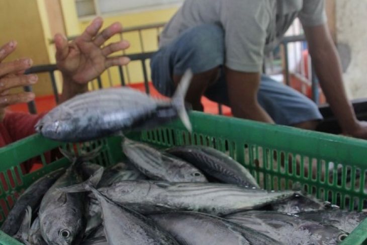 Harga Ikan Di Gorontalo Turun - ANTARA News Gorontalo