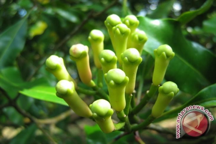 Harga Cengkih di Sulut Bertahan Rp104.000/kg