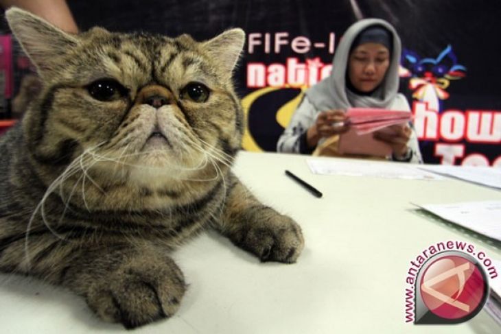 Kucing atau anjing, mana yang lebih pintar?