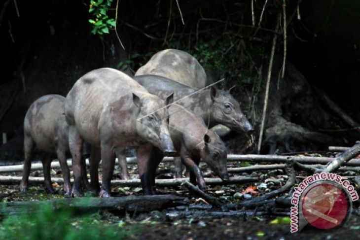 Hutan Nantu Dan Ancaman Terhadap Biodiversitas