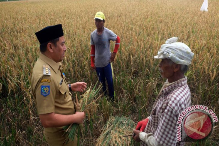 Bupati, Petani Dan Hal-hal Di Luar Tentatif