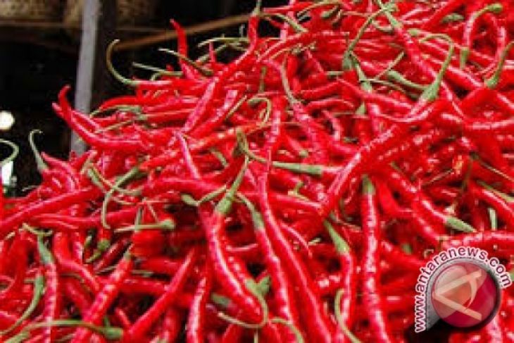Harga cabai merah di jambi naik