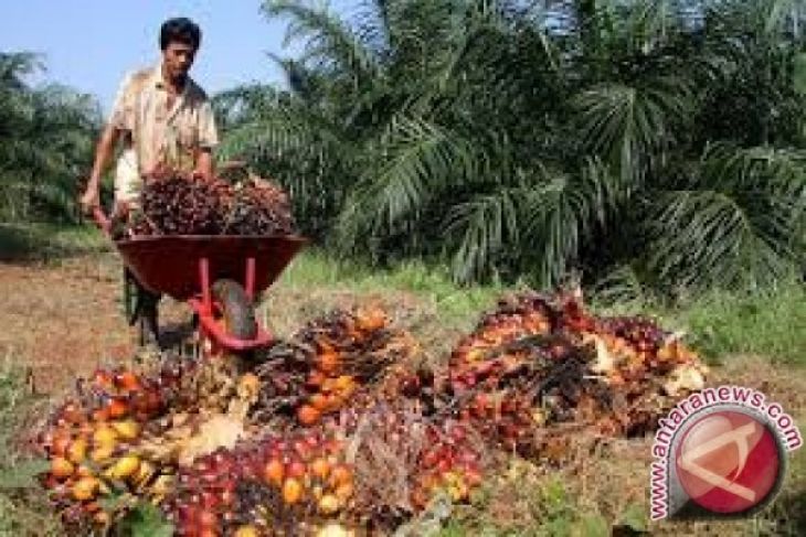 Harga CPO Jambi turun Rp54 per kilogram