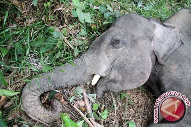 Perburuan liar kematian gajah  Sumatera ANTARA News Jambi