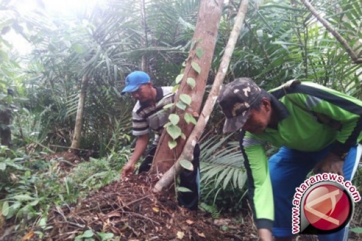 Memakmurkan Masyarakat Sekitar Hutan dengan Perhutanan Sosial