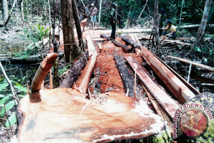 Catatan Akhir Tahun- Menjaga Hutan Harapan yang tersisa di Sumatra