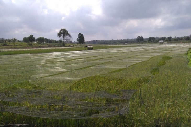 Batanghari dorong petani berasuransi