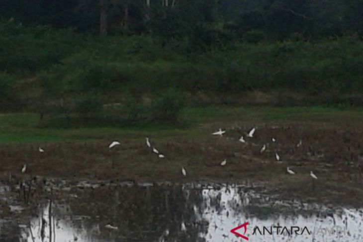 Kawanan burung bangau di danau kering