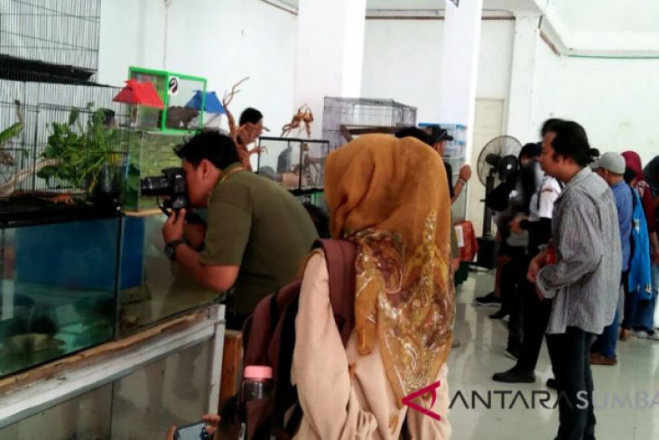 Kontes reptil ajang sosialisasi hobi langka