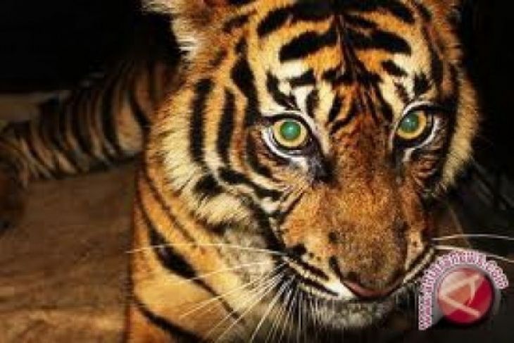 Harimau terkam buruh bangunan di Riau