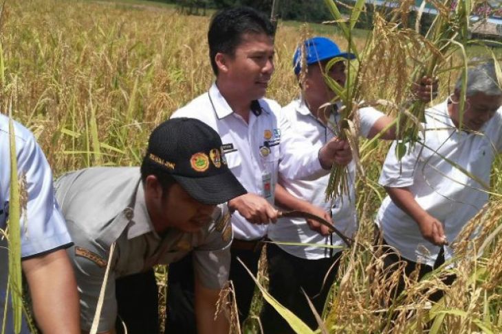 BPP Jambi fasilitasi pelatihan budidaya padi ladang (video)