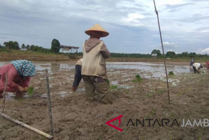 Batanghari Terapkan Teknologi Jajar Legowo pada HKP.