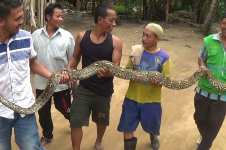 Mendalo Jambi resident catches python