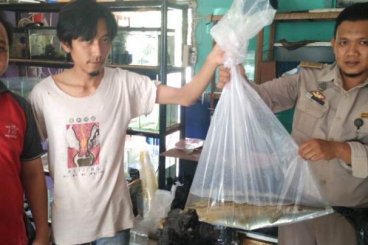 BKIPM Jambi terus sosialisasikan penyerahan ikan invasif