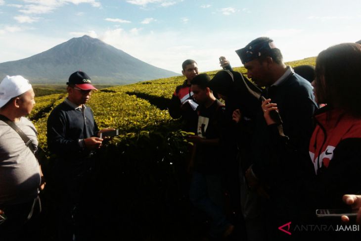 BUMN Hadir- SMN Maluku Utara takjub panorama kebun teh Kayu Aro