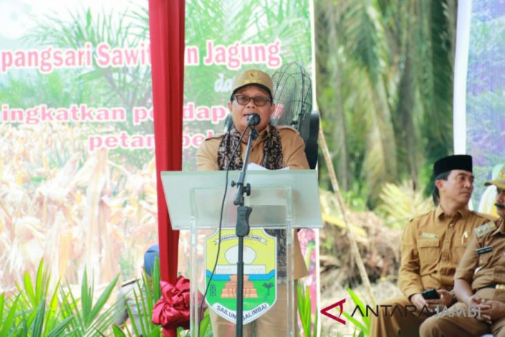 Fachrori: replanting sawit upaya meningkatkan kesejahteraan petani