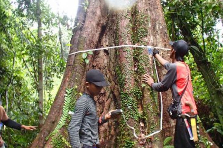 Peraih emas Asian Games asuh pohon di Tanjabtim