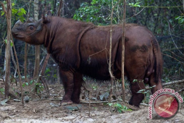 Badak Sumatera diselamatkan dari lubang jebakan