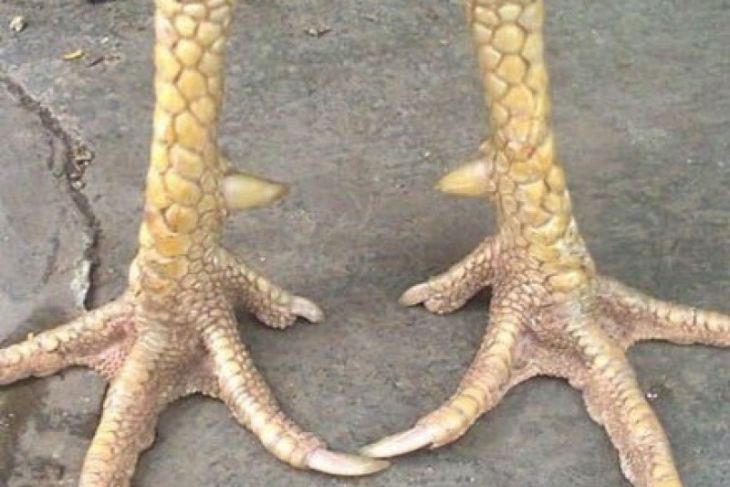 Pengrajin Bandung bikin sepatu dari kulit kaki ayam