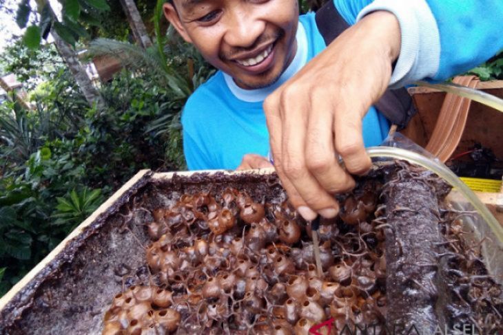 Warga Panggung cetak uang dari madu kelulut