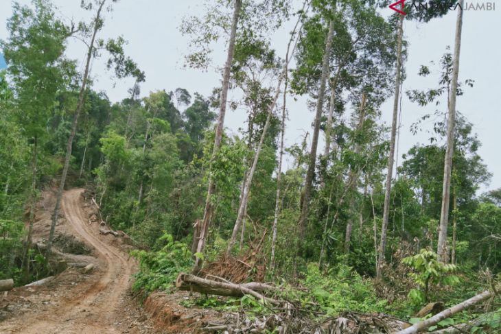 Ketika pembalakan liar masih leluasa di Tebo