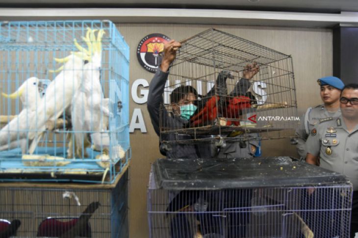 Surabaya Police Expose Illegal Wildlife Trade on Facebook