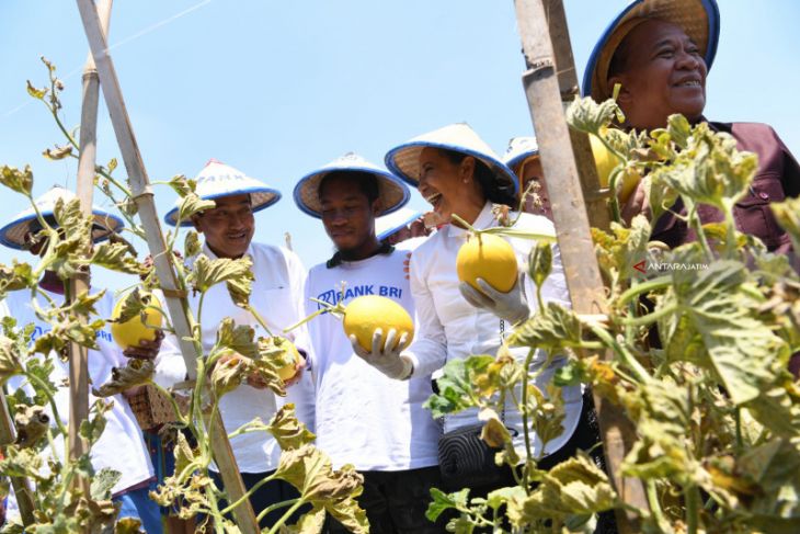 Keterbatasan Fisik Tak Halangi Qomar Kembangkan Melon