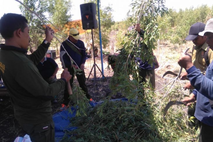 Perhutani Bojonegoro Panen Daun Minyak Kayu Putih