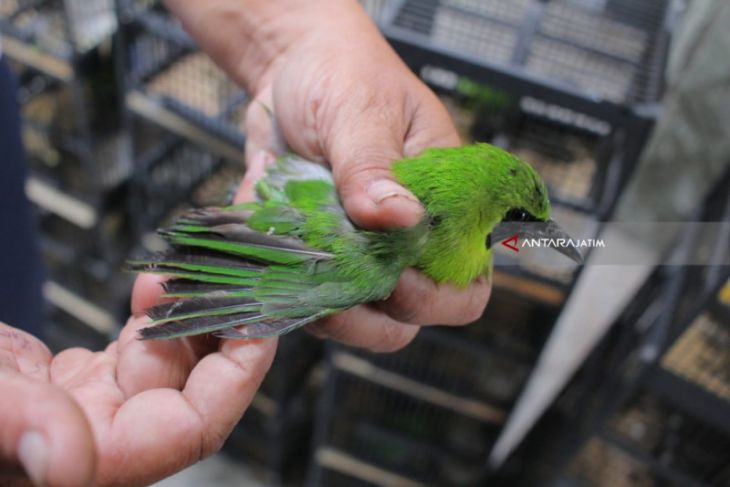 BBKP Surabaya Gagalkan Penyelundupan Ratusan Burung