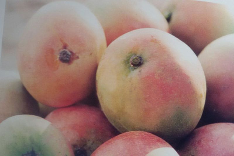 Mangga gedong dan manggis Jabar didorong tembus pasar Jepang