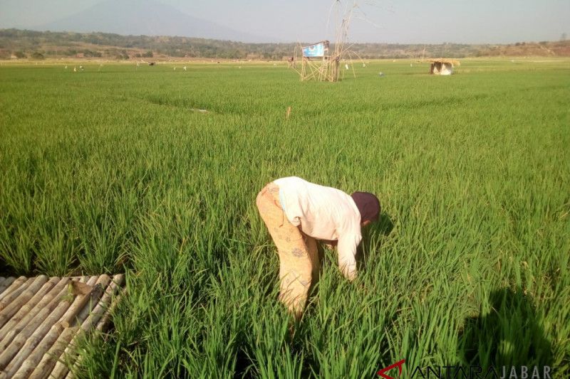 Warga manfaatkan lahan kering Setu Patok Cirebon